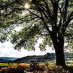 Фермерский дом Il Colombaio Montegabbione